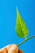 Person holding green leaf