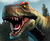 Tyrannosaurus Rex Head Study