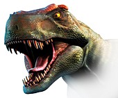 Tyrannosaurus Rex Head Study