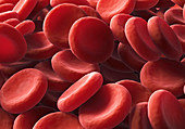 Red blood cells,illustration