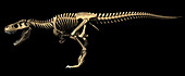 Tyrannosaurus rex skeleton,illustration