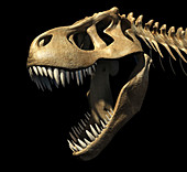 Tyrannosaurus rex skull,illustration