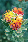 Protea tufted pincushion