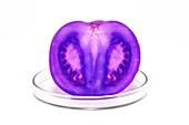 Purple tomato on petri dish