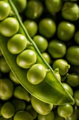 Garden peas in the pod
