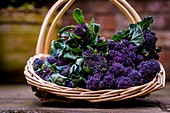 Purple sprouting broccoli