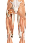 Human leg muscles,illustration