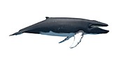 Humpback whale,illustration