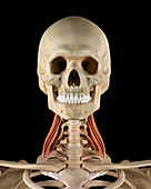 Human neck muscles,illustration