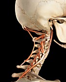 Human neck muscles,illustration