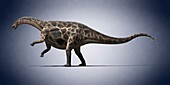 Dicraeosaurus,illustration