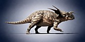 Einiosaurus,illustration