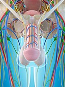 Male penis anatomy,illustration