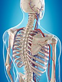 Human vascular system,illustration