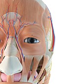 Anatomy of human face,illustration