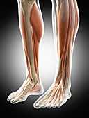 Human leg muscles,illustration