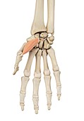 Hand muscle,illustration