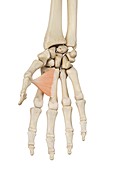 Hand muscle,illustration