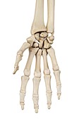 Hand ligament,illustration