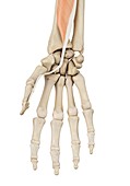 Human hand anatomy,illustration