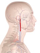 Human artery,illustration