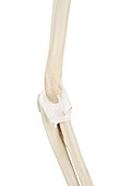 Human elbow joint,illustration