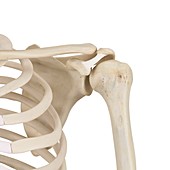 Human shoulder bones,illustration