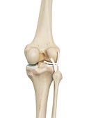 Human knee joint,illustration