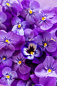 Purple flowers