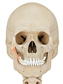 Human facial muscle,illustration