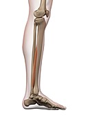 Human leg muscle,illustration