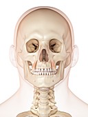 Human facial muscles,illustration