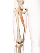 Human thigh muscle,illustration