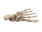 Human foot ligaments,illustration