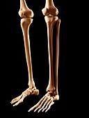 Human leg bones,illustration