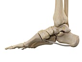 Human foot ligaments,illustration