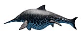 Marine creature,illustration