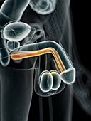 Male urethra,illustration