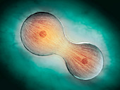 Cell division,illustration