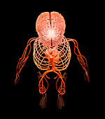 Human circulatory and nervous systems