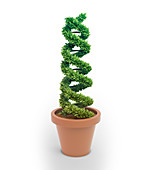 Pot plant in shape of DNA,illustration
