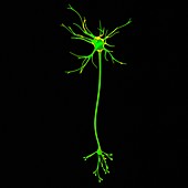 Neuron,illustration