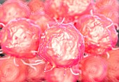 Embryonic stem cells,illustration