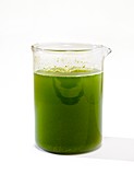 Algae in a glass beaker