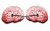 Two brains connected by a wire