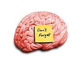 Human brain with an adhesive note