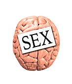Sex on the brain