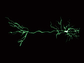 Nerve cells and synapse,illustration