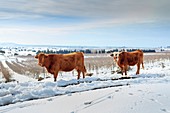 Cows in Snow