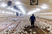 Farmer in a barn with hens